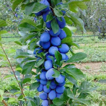 Śliwa kolumnowa 'Prunus' Impreial