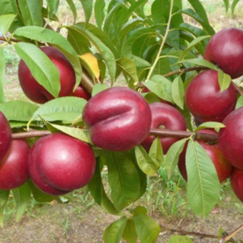 Nektaryna kolumnowa 'Prunus persica' Harco