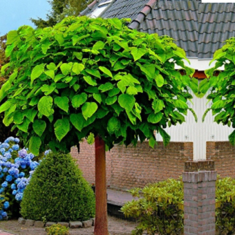 Katalpa na pniu szczepiona Pulwelurenta, nakrapiana