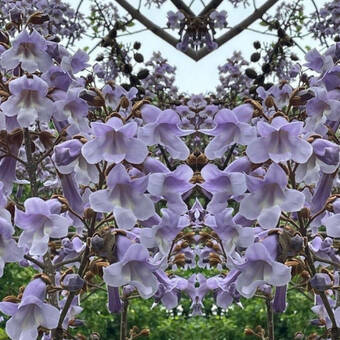 Paulownia tomentosa  P9