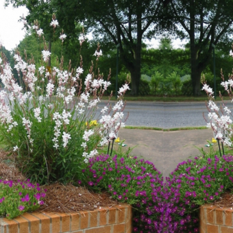 Gaura biała