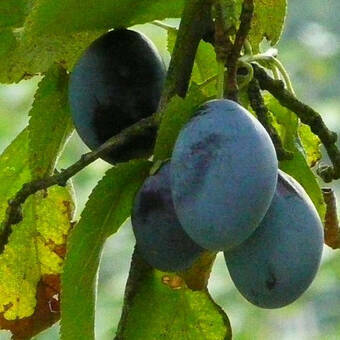 Śliwa karłowa 'Prunus armeniaca' Jubileum