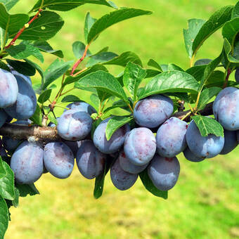 Śliwa karłowa 'Prunus armeniaca' Węgierka Wczesna