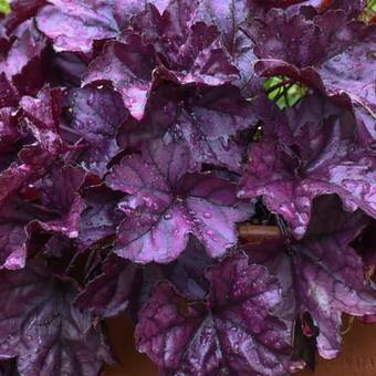 Żurawka 'Dolce Wildberry'