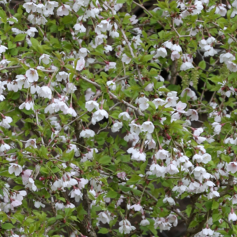 Wiśnia 'Prunus incisa' Koiou-no-mai