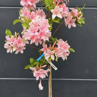 Azalia wielkokwiatowa  'Rhododendron' Różowa Na Pniu