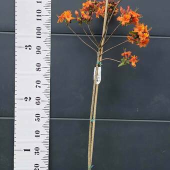 Azalia wielkokwiatowa  'Rhododendron' Pomarańczowa Na Pniu  