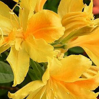 Azalia wielkokwiatowa  'Rhododendron' Żółta Na Pniu  