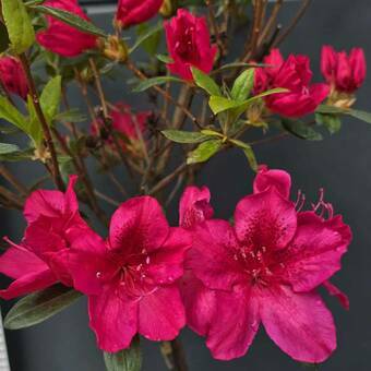 Azalia Japońska  'Rhododendron japonicum' Czerwona na Pniu 
