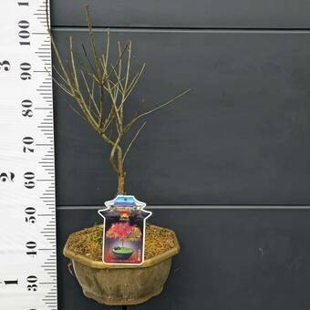 Dąb  'Quercus palustris'  Błotny Green Dwarf Bonsai    