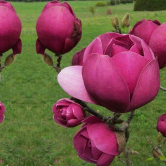 Magnolia Black Tulip