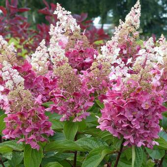 Hortensja Bukietowa 'Hydrangea panikulata'  Rubby Sadzonka XXL