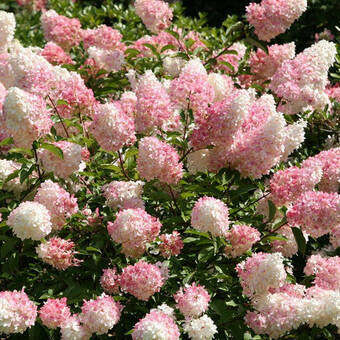 Hortensja Bukietowa 'Hydrangea panikulata' Vanilla Fraise Sadzonka XXL
