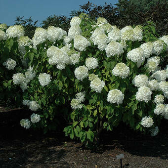 Hortensja Bukietowa 'Hydrangea panikulata' Phantom Sadzonka XXL