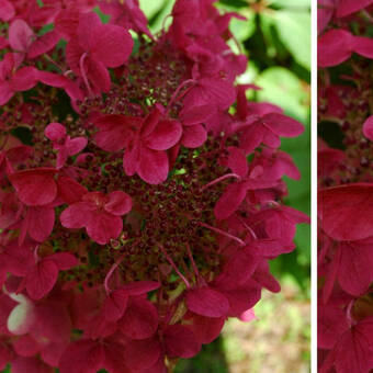 Hortensja Bukietowa 'Hydrangea panikulata' Wims Red Sadzonka XXL