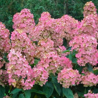 Hortensja Bukietowa 'Hydrangea panikulata' Diamond Sadzonka XXL