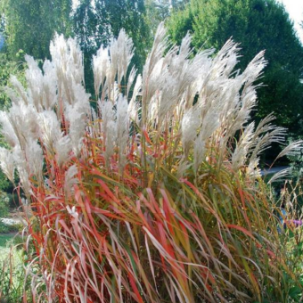 Miskant Chiński 'Miscanthus' Rosi 