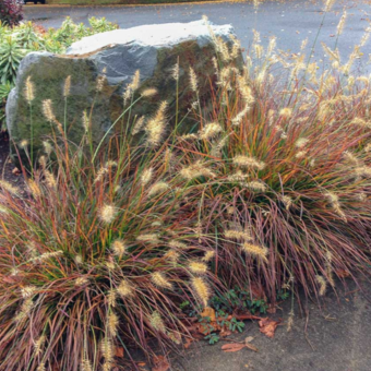 Rozplenica 'Pennisetum Alopecuroides' Burgundy Banny 