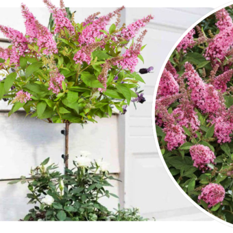Budleja 'Buddleja daviddi ' na Pniu 