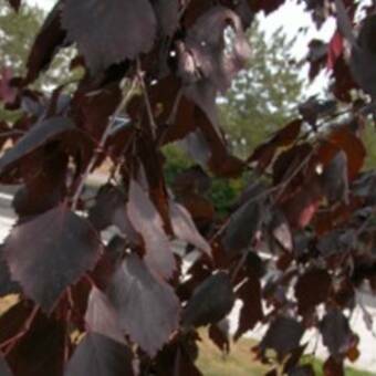 Brzoza Szczepiona Na Pniu 'Betula pendula'  Purpurea
