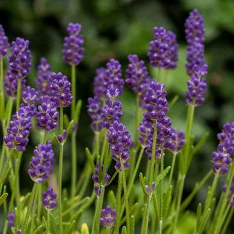 Lawenda 'Lavandula' 'Thumbelina leigh'