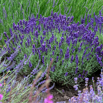 Lawenda 'Lavandula' ''Heidale blue'