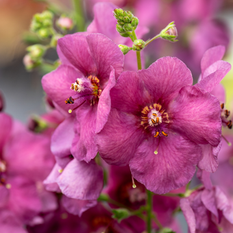 Dziewana ogrodowa swar plum