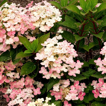 Hortensja Bukietowa 'Hydrangea panikulata' Polstar