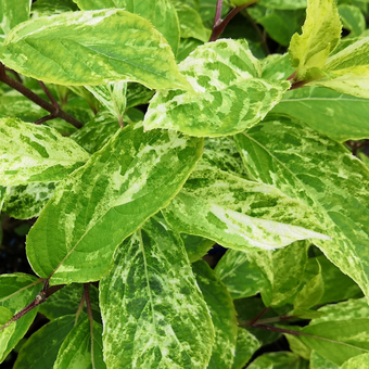 Hortensja Bukietowa 'Hydrangea panikulata' Shikoku Flash