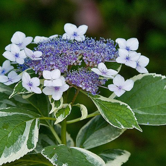 Hortensja Ogrodowa 'Hydrangea macrophylla' Maculata