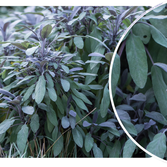 Szałwia 'Salvia officinalis' Purpurascens