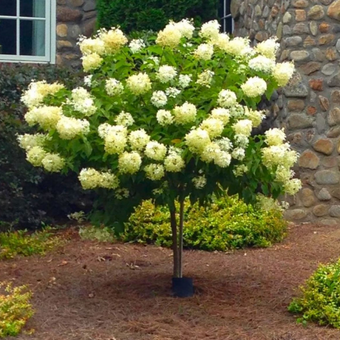 Hortensja Na Pniu 'Hydrangea panikulata' Limelight mogiel