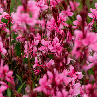 Gaura baby butterfly dark pink