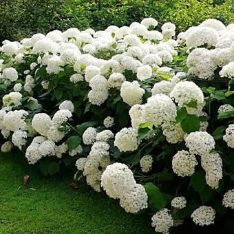 Hortensja Bukietowa 'Hydrangea panikulata' Kilimanjaro