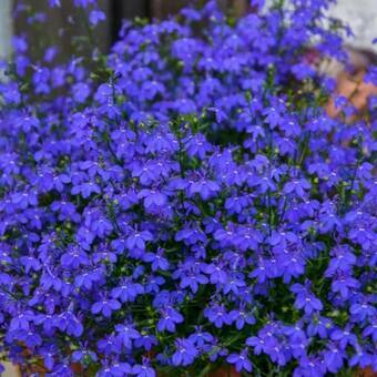 Lobelia niebieska