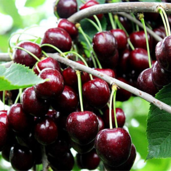 Czereśnia kolumnowa 'Cerasus' Bawole Serce  Z Donicy
