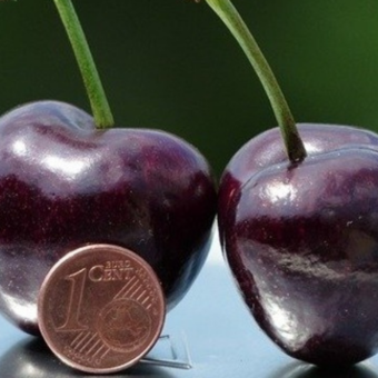 Czereśnia kolumnowa 'Cerasus' Ukraińska  Z Donicy
