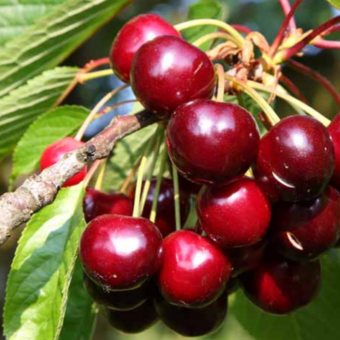 Czereśnia kolumnowa 'Cerasus' Van Z Donicy