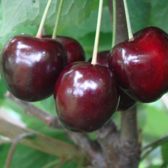 Czereśnia kolumnowa 'Cerasus' Siestronka Z Donicy