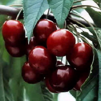 Czereśnia kolumnowa 'Cerasus' Rivan Z Donicy