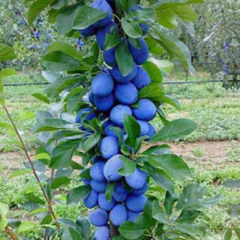 Śliwa kolumnowa 'Prunus' Impreial Z Donicy