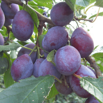 Śliwa kolumnowa 'Prunus' Bluefree  Z Donicy