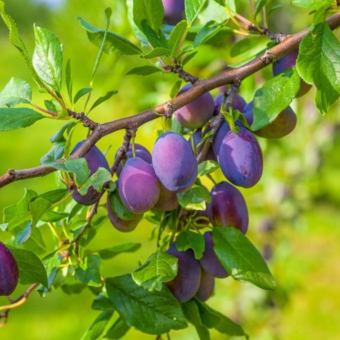 Śliwa kolumnowa 'Prunus' Węgierka Dąbrowicka Z Donicy