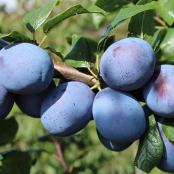 Śliwa kolumnowa 'Prunus' Top Hit Z Donicy