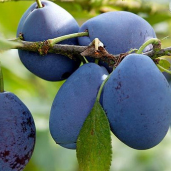 Śliwa kolumnowa 'Prunus' Stanley Z Donicy