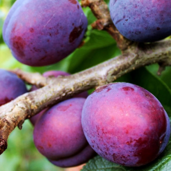 Śliwa kolumnowa 'Prunus' Herman Z Donicy