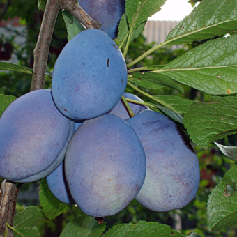 Śliwa kolumnowa 'Prunus' Fruca Z Donicy