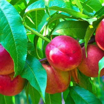 Nektaryna kolumnowa 'Prunus persica' Harblaze Z Donicy