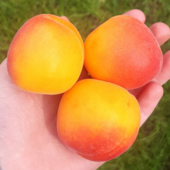Morela kolumnowa 'Prunus armeniaca' Compacta Z Donicy