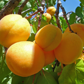 Morela kolumnowa 'Prunus armeniaca' Białoruska odporna Z Donicy